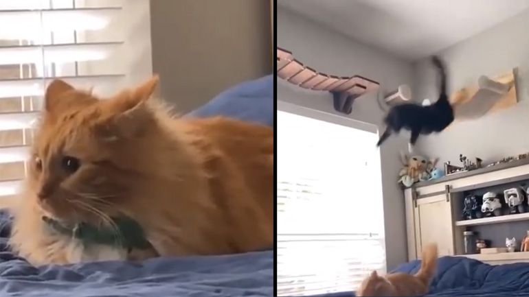 «Οι γίγαντες του κατς»