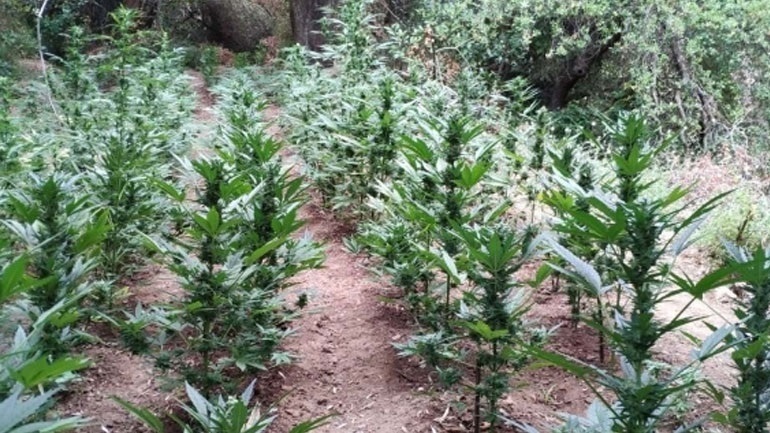 Πέλλα: Καλλιεργούσε χασίς σε ξένο χωράφι