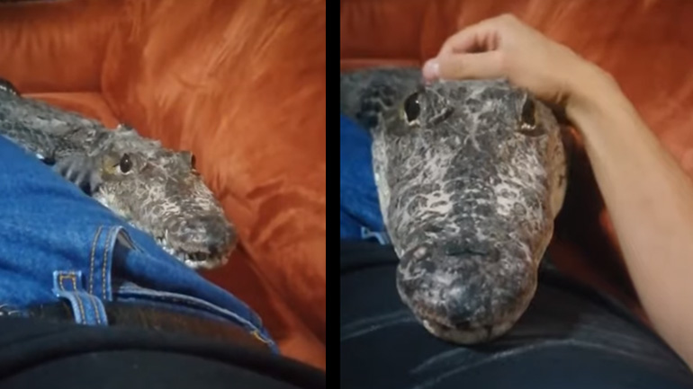 Ο κροκόδειλος θέλει χάδια