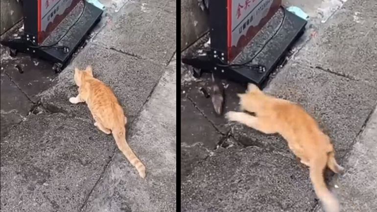 Αστραπιαία αντανακλαστικά