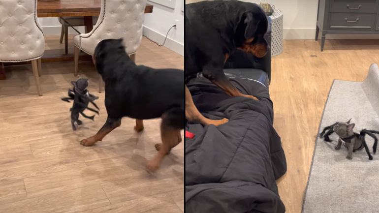 Κουτάβι τρομάζει rottweiler