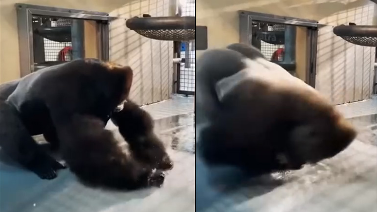 Γορίλλας χορεύει στο νερό