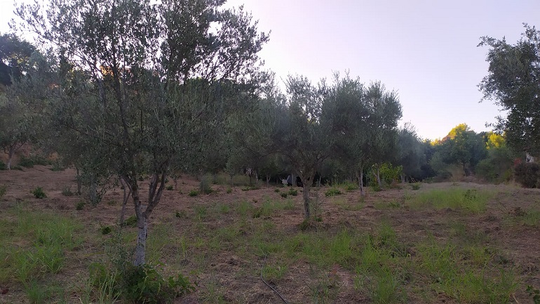 Μετά τις 15 Οκτωβρίου η επιδότηση στους λογαριασμούς των δικαιούχων αγροτών Μετά τις 15 Οκτωβρίου η επιδότηση στους λογαριασμούς των δικαιούχων αγροτών