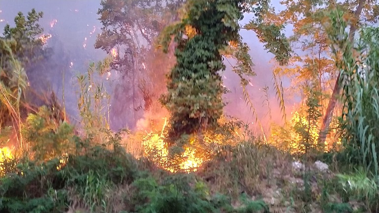 Καλάβρυτα: Πυρκαγιά σε δασική έκταση στη περιοχή Άνω Ψωφίδα