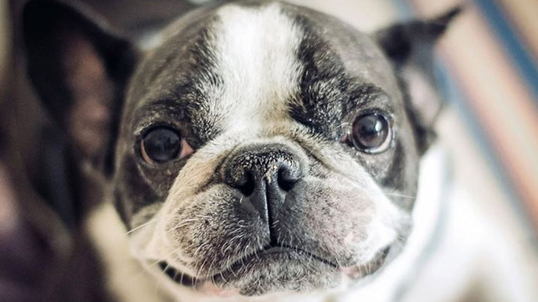 Γιατί η μύτη του σκύλου μου είναι υγρή;