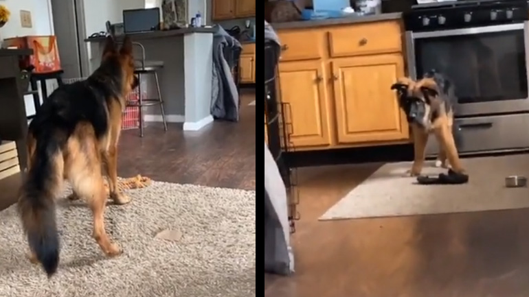 Γερμανικοί ποιμενικοί σε μονομαχία