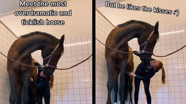 Το άλογο που γαργαλιέται