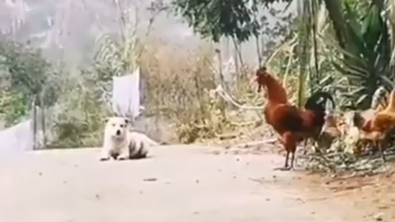 Ο σκύλος απαντά στον κόκορα