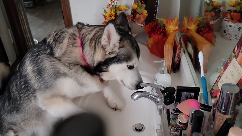 Σκύλος πίνει νερό από τη βρύση