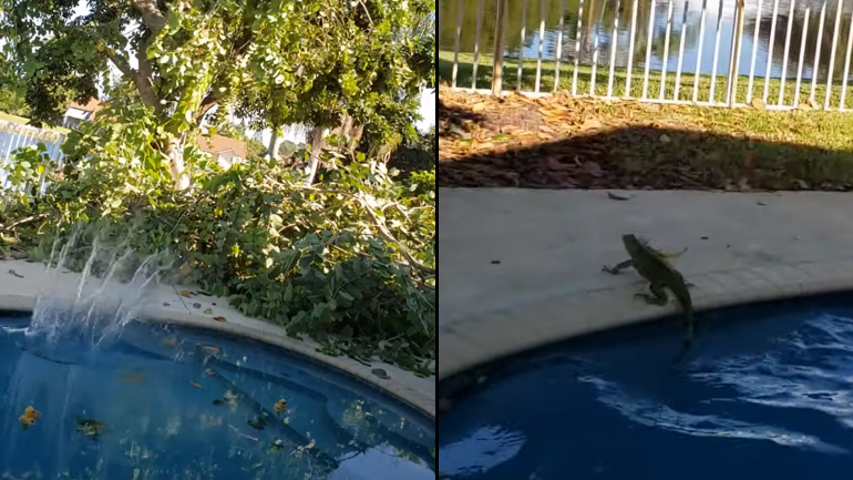 Ιγκουάνα στο δέντρο