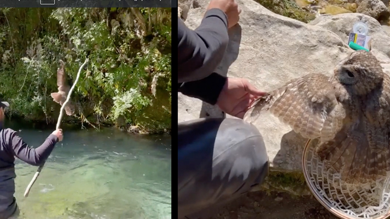 Διάσωση κουκουβάγιας από ένα δέντρο