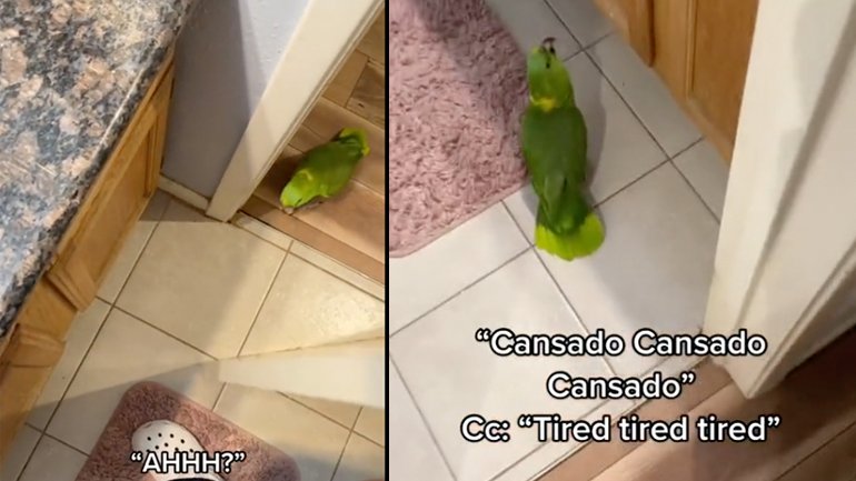 Παπαγάλος συνομιλεί με τον ιδιοκτήτη του