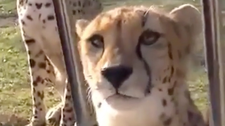 Τσιτάχ νιαουρίζει στους τουρίστες