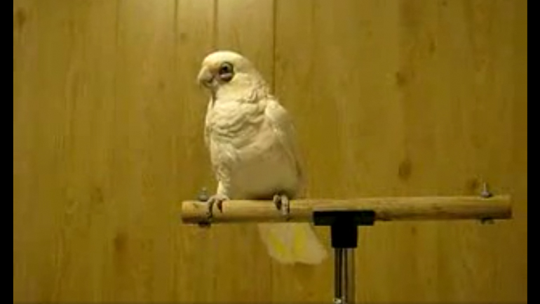 Παπαγάλος χορευτής