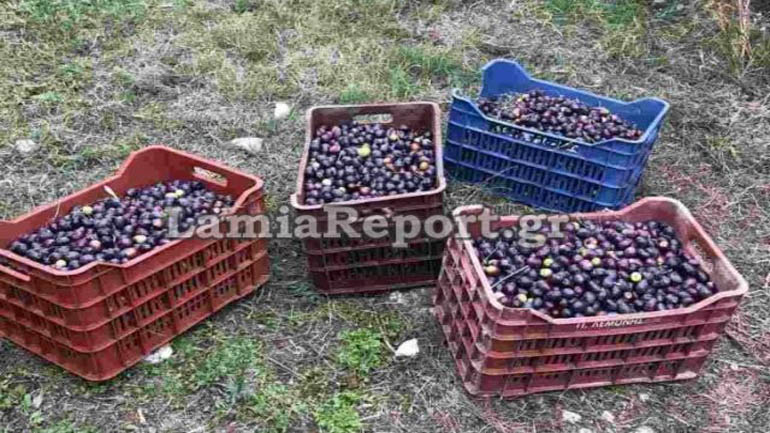 Φθιώτιδα: Πήγε στο κτήμα και βρήκε τους κλέφτες να μαζεύουν τις ελιές