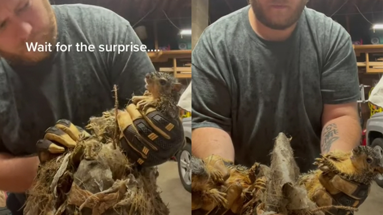 Άντρας προσπαθεί να ξεμπλέξει δύο σκίουρους