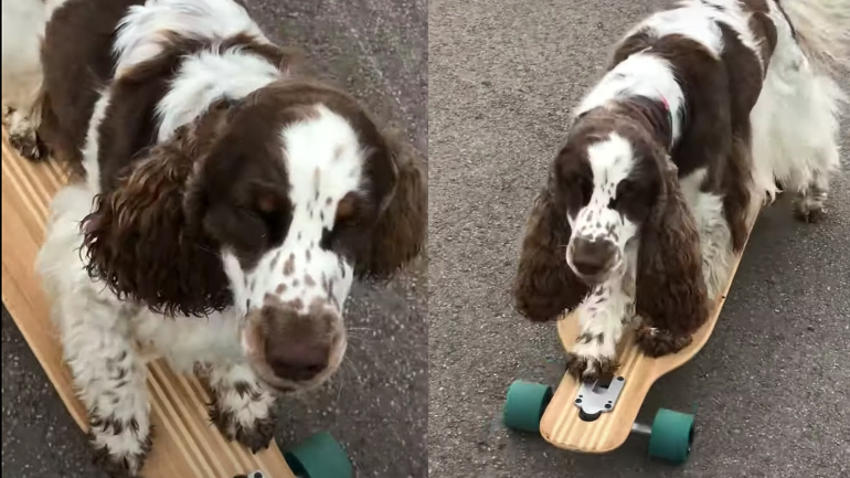 Σκύλος κάνει skate