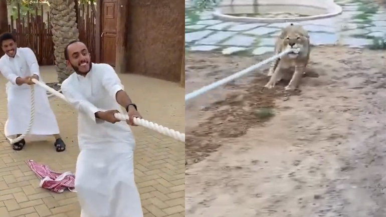 Άραβες εναντίον ενός λιονταριού