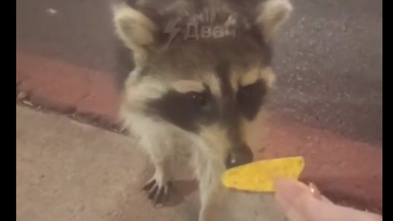 Η παράξενη αντίδραση ενός ρακούν με ένα πατατάκι