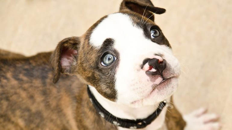 Τι δεν πρέπει να κάνετε ποτέ μπροστά στον σκύλο σας