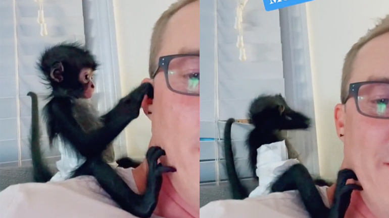 Περιποίηση ομορφιάς από μια μικρή μαϊμού