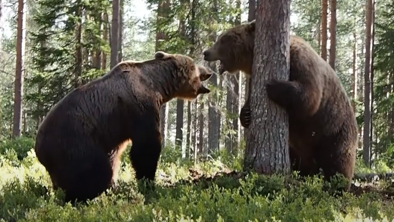Άγρια μάχη μεταξύ αρκούδων 