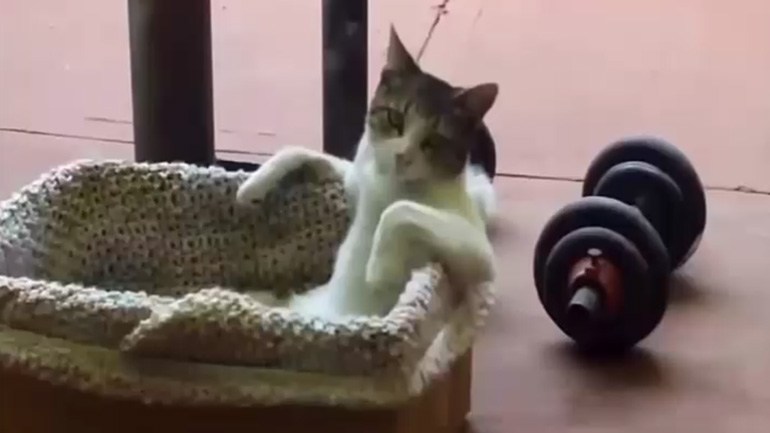 Γάτα χαλαρώνει στο καλάθι της