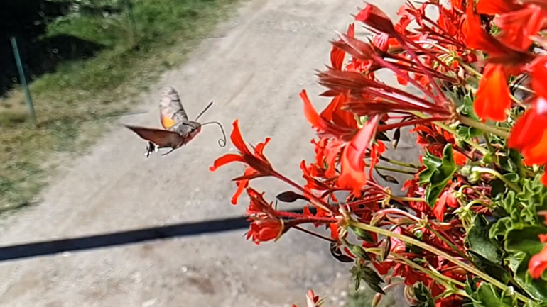 Πεταλούδα πετά σε αργή κίνηση