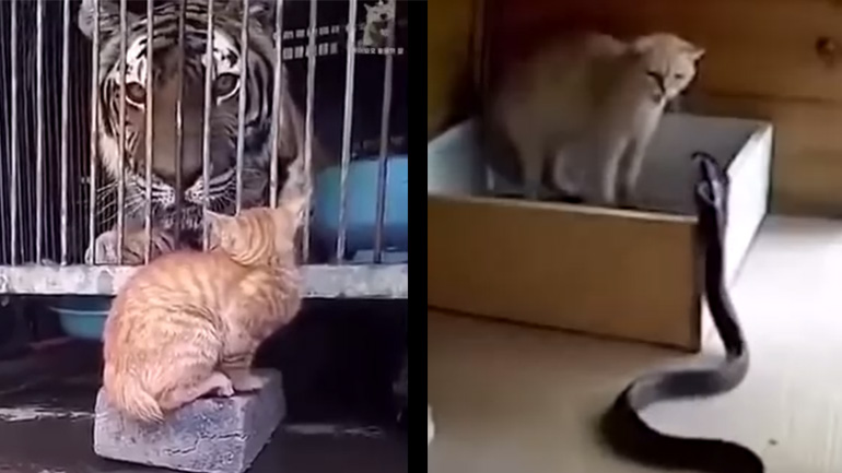 Γάτες αδίστακτες