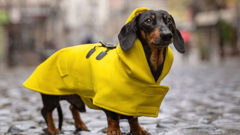 Τι να προσέχετε στη βόλτα με τον σκύλο στη βροχή