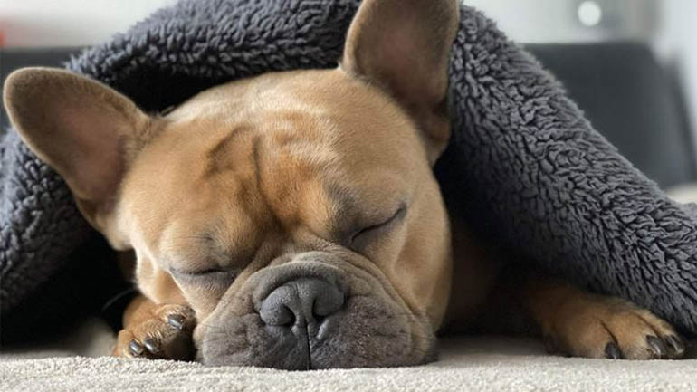 Γιατί δεν πρέπει να ξυπνάμε ξαφνικά και απροειδοποίητα τον σκύλο μας