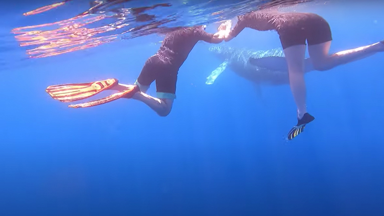 Μικρή φάλαινα κολυμπά δίπλα σε δύο δύτες Μικρή φάλαινα κολυμπά δίπλα σε δύο δύτες