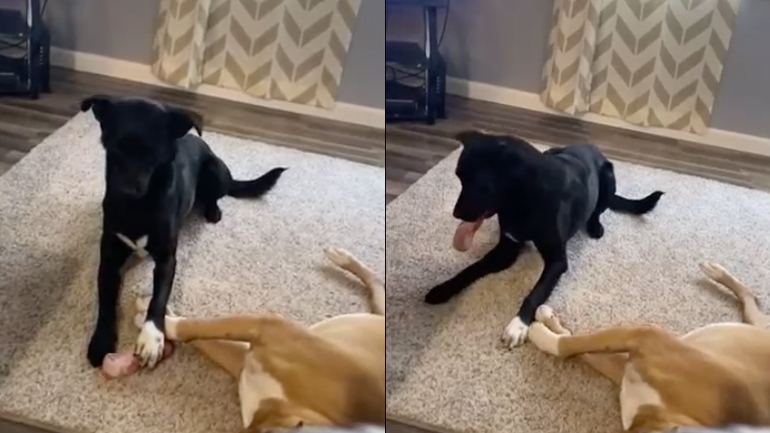 Προσεκτικός κλέφτης