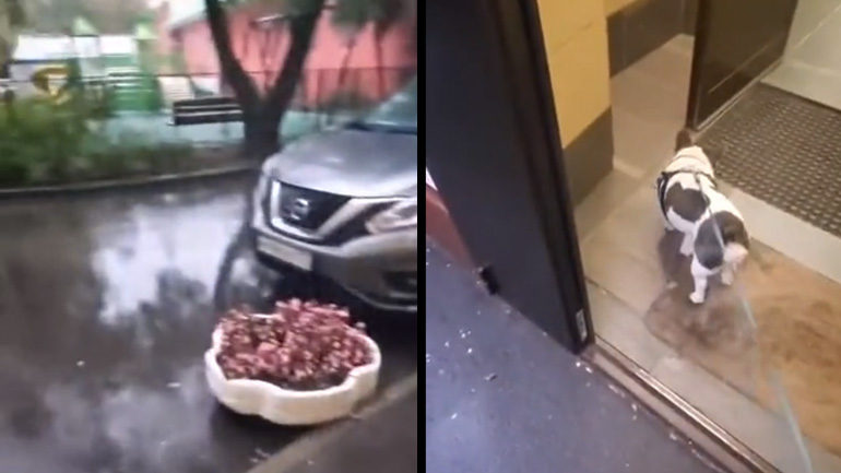 Ο σκύλος δεν θέλει να πάει βόλτα στη βροχή