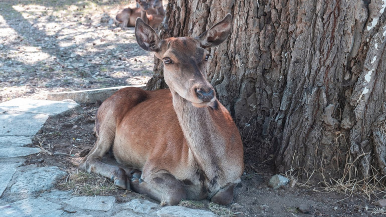 Πάρνηθα: Ελάφι ψυχορραγούσε επί τρεις ημέρες στη μέση του δρόμου