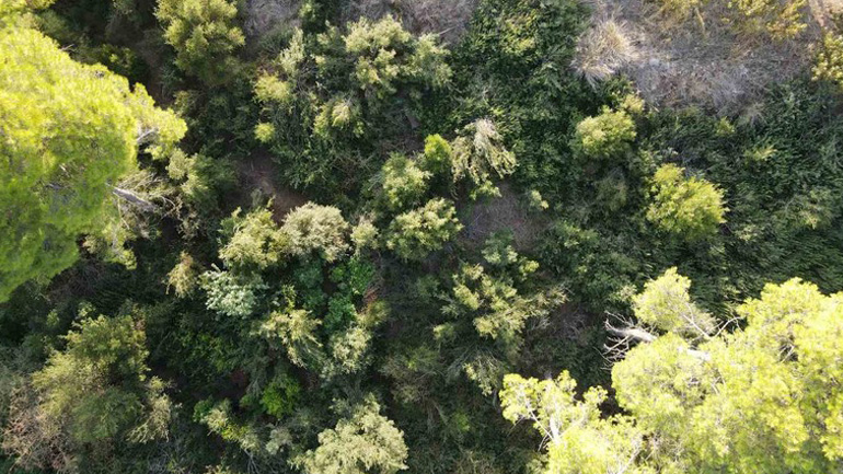 Σύλληψη για καλλιέργεια δενδρυλίων χασίς στον Αυλώνα