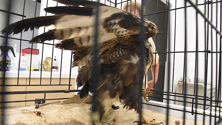 Βρέθηκε χτυπημένη γερακίνα από εποχικό πυροσβέστη