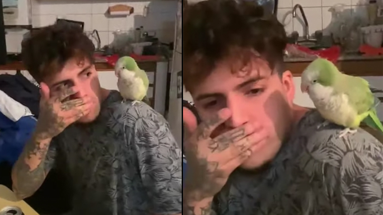 Ο παπαγάλος συμμετέχει στο beatbox