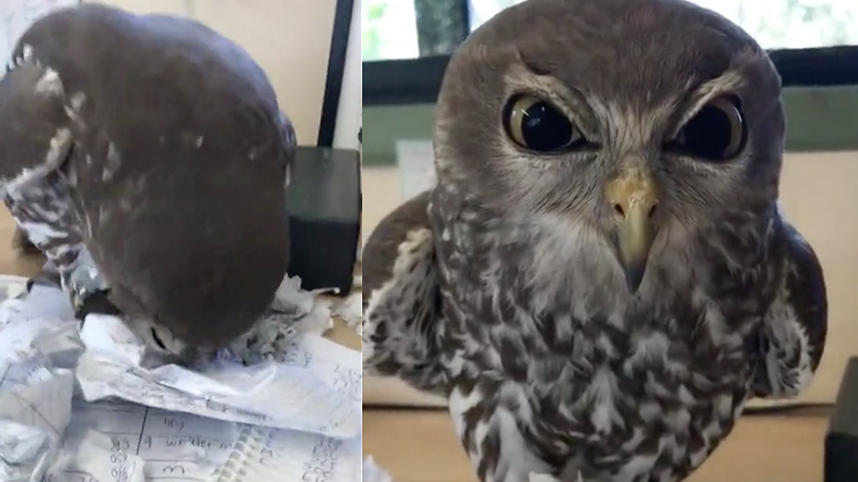 Η κουκουβάγια έχει νεύρα