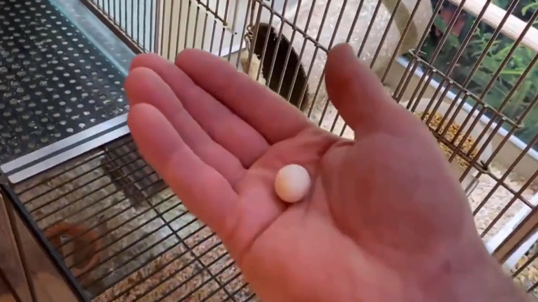 Άνδρας πήρε το αυγό ενός παπαγάλου από pet shop