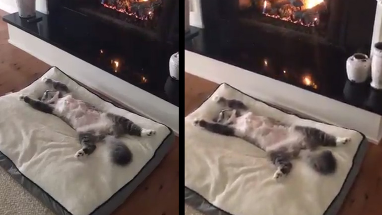 Γάτα χαλαρώνει μπροστά στο τζάκι