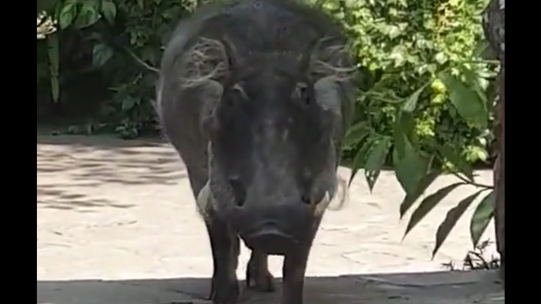Συνάντηση με έναν φακόχοιρο