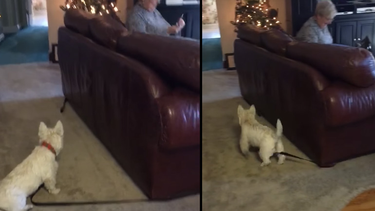 Σκύλος κυνηγάει το λουρί του