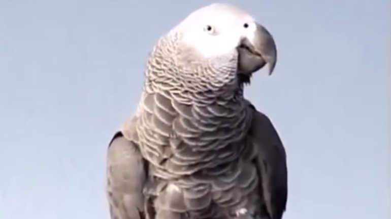 Ο αθυρόστομος παπαγάλος