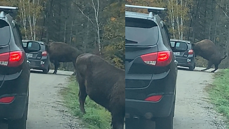 Bίσωνας σφηνώθηκε σε παράθυρο αυτοκινήτου