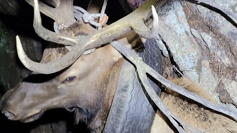 ΗΠΑ: Τάρανδος ζούσε για δύο χρόνια με ελαστικό αυτοκινήτου γύρω από τον λαιμό του – Του το έβγαλαν οι δασοφύλακες