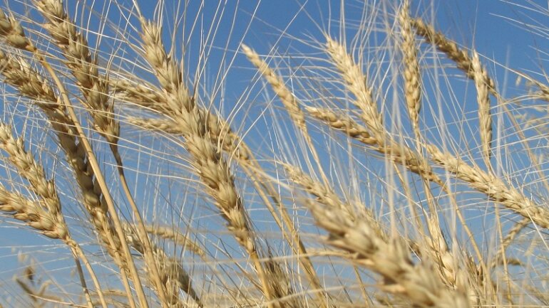 Το δημητριακό που μπορεί να σας βοηθήσει να χάσετε βάρος