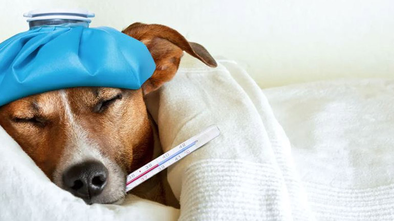 Πώς θα καταλάβουμε εάν έχει γρίπη ο σκύλος