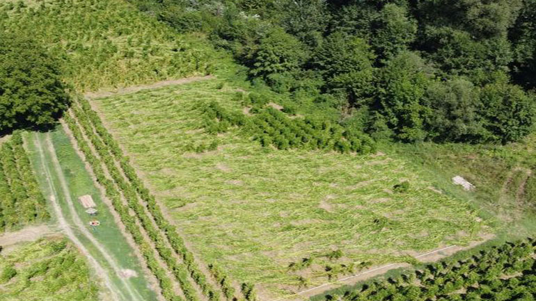 Ολική η καταστροφή της παραγωγής φασολιού σε Πρέσπα και Καστοριά από τις βροχοπτώσεις