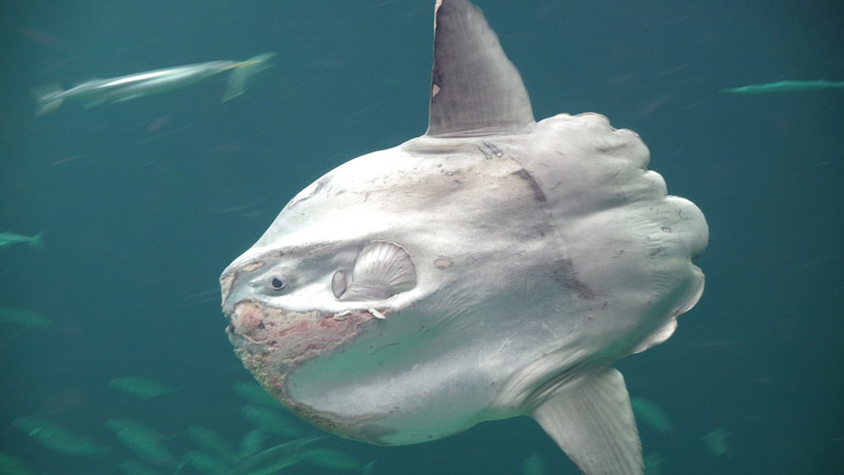 Ισπανία: Εντοπίστηκε φεγγαρόψαρο βάρους δύο τόνων στα ανοιχτά της Θέουτα